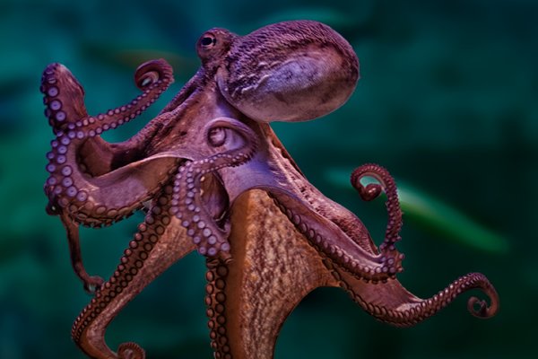 Кракен официальная ссылка kraken torion